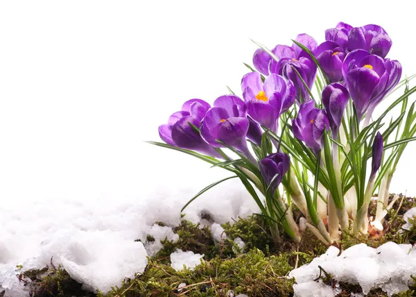 Arte Hermosa Pascua Primavera Flores aisladas sobre fondo blanco — Foto de Stock