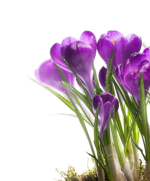 Arte Bellissimo bucaneve croco primi fiori primaverili — Foto Stock