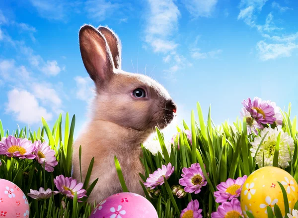 Art baby húsvéti nyuszi a zöld tavaszi fű — Stock Fotó