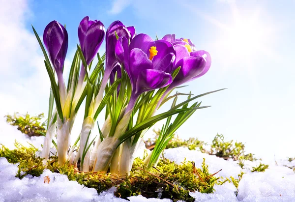 Квітковий фон Art Spring — стокове фото