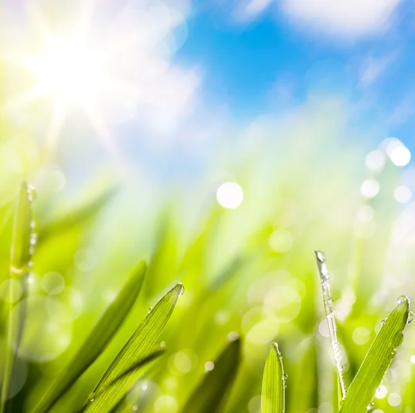 Astratti di sfondo verde naturale primavera — Foto Stock