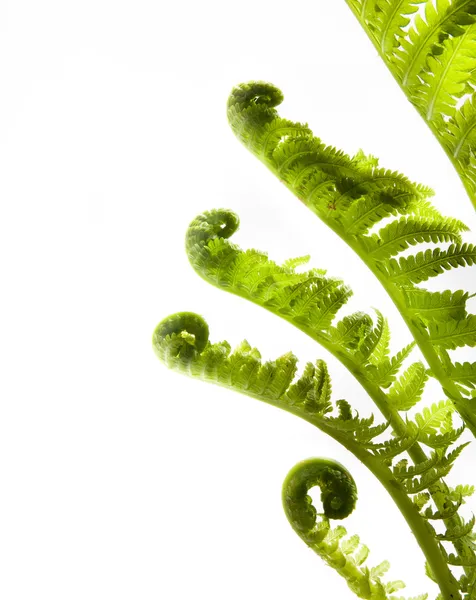 Growing leaves of spring fern isolated on white background — Stock Photo, Image