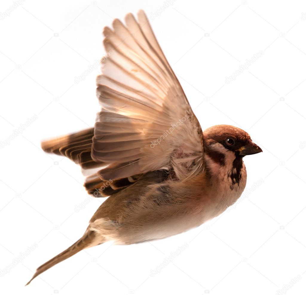 Flying bird sparrow isolated on white background