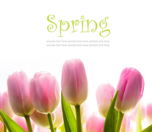 Arte tulipán flores de primavera a la luz del sol — Foto de Stock