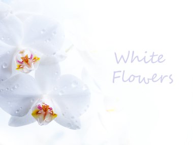 Spring white flower on white background clipart
