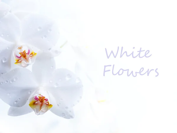 Primavera flor blanca sobre fondo blanco — Foto de Stock