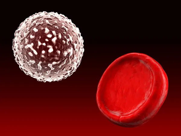 White blood cell and red blood cell — Stock Photo, Image