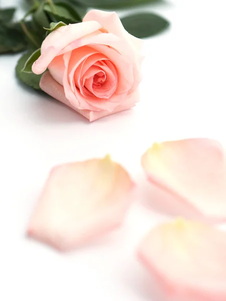 Närbild av en mjuk rosa ros — Stockfoto