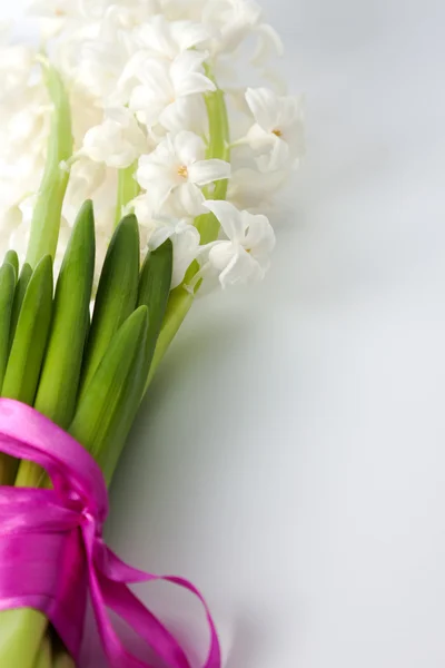 Färsk våren hyacint — Stockfoto