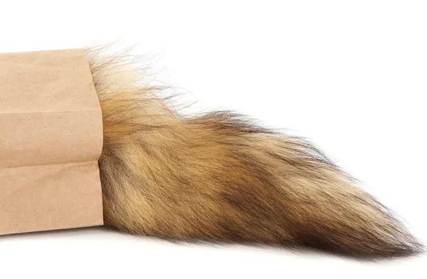 Hairy tail in paper bag — Stock Photo, Image
