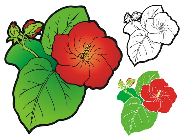 Hibiscus blossom — Stock Vector