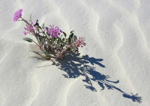 stock image Gyspsum verbena, a specialized plant