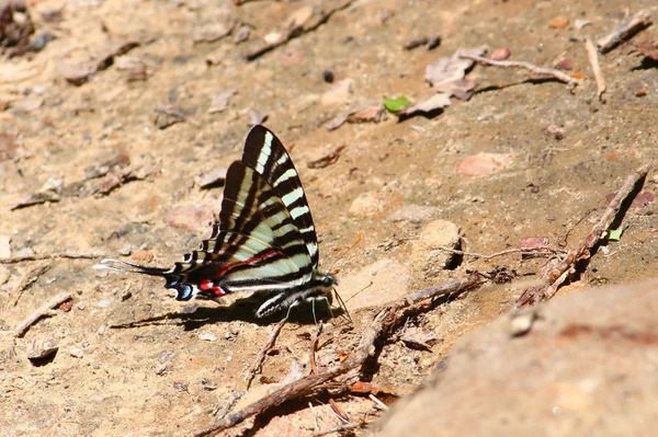 Zebra Swallowtail (Eurytides marcellus) — Stockfoto