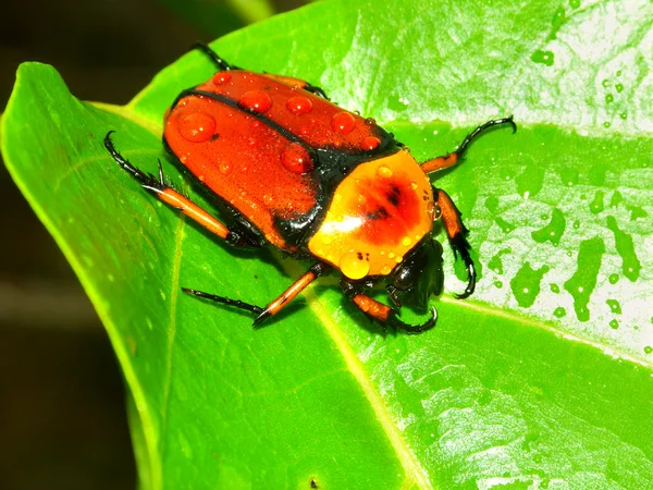 Gândac de flori - Queensland — Fotografie, imagine de stoc