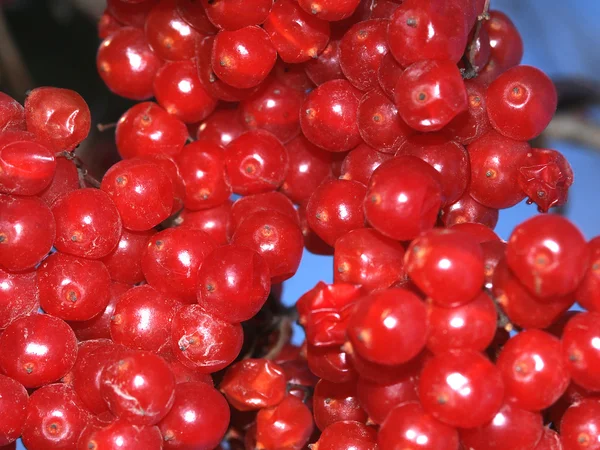 Tło jasne czerwone jagody — Zdjęcie stockowe