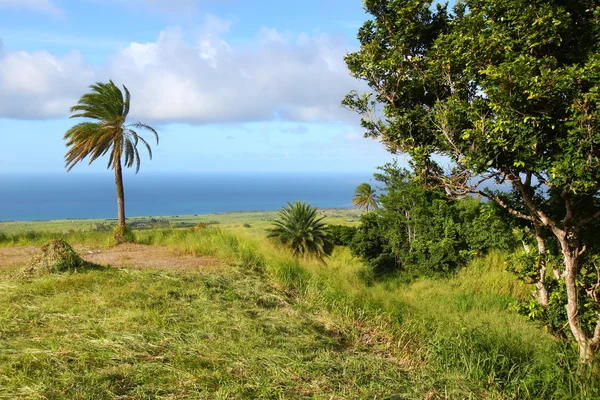 Fields of Saint Kitts — Stock Photo, Image