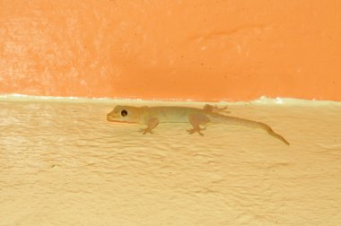 House Gecko (Hemidactylus frenatus)