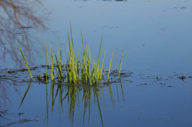 Aquatic Vegetation - Illinois clipart