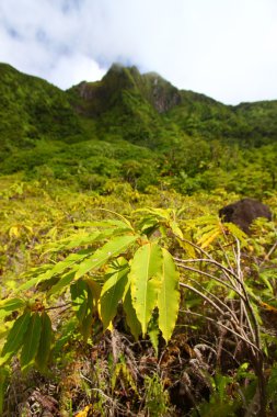 Mount Liamuiga - Saint Kitts