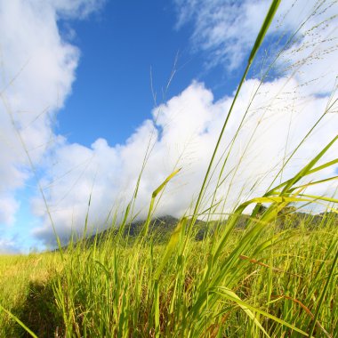 saint kitts alanları