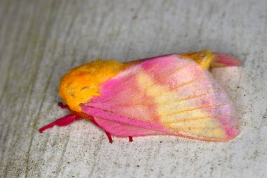 Rosy Maple Moth (Dryocampa rubicunda) clipart