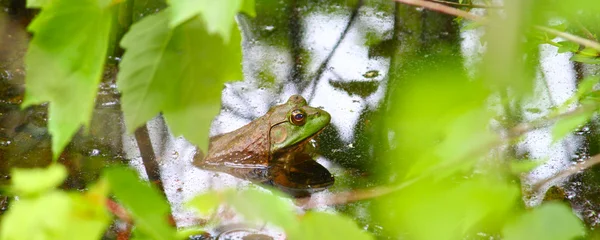 Bullfrog (모이 라 catesbeiana) — 스톡 사진