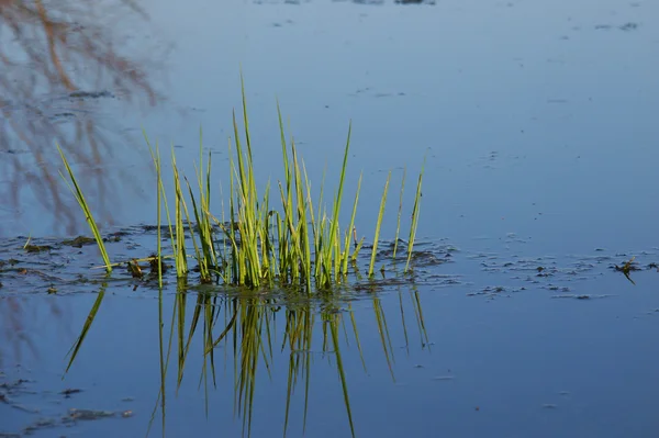 Водної рослинності - Іллінойс — стокове фото