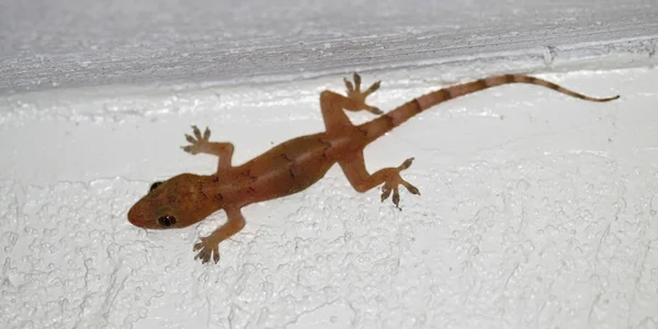 stock image House Gecko (Hemidactylus frenatus)