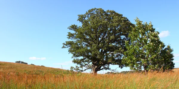 Nachusa Grasslands - Illinois — Stock Photo, Image