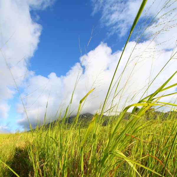 Fields of Saint Kitts — Stock Photo, Image