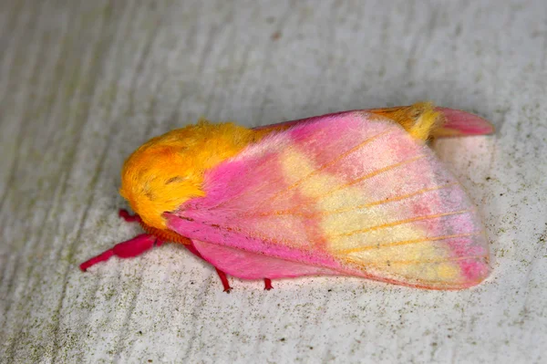 Rosy Maple Moth (Dryocampa rubicunda) — Stock Photo, Image