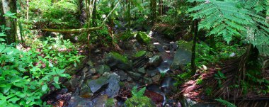 el yunque Ulusal Ormanı