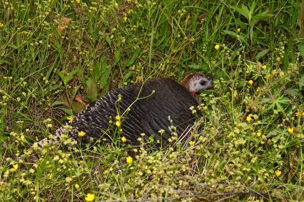 Turquia selvagem (meleagris gallopavo) — Fotografia de Stock