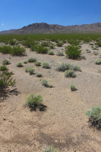 Έρημο Mojave - νότια Καλιφόρνια — Φωτογραφία Αρχείου