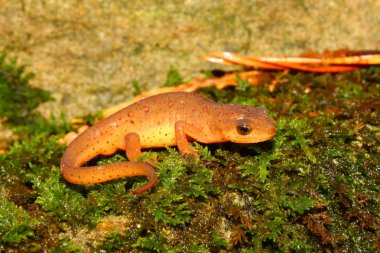 Eastern Newt (Notophthalmus viridescens) clipart