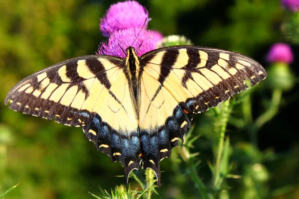 Tiger swallowtail στο Ιλλινόις — Φωτογραφία Αρχείου