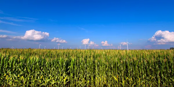 Tierra agrícola de Illinois —  Fotos de Stock