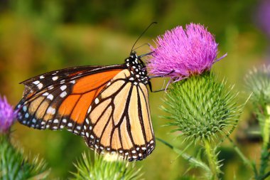 Monarch Butterfly (Danaus plexippus) clipart