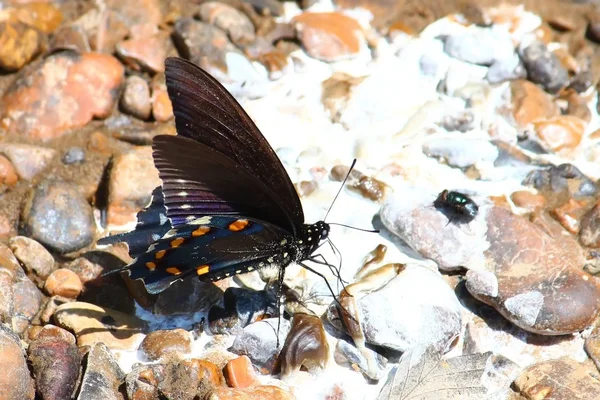 Pipevine Swallowtail (Battus philenor) — Stockfoto