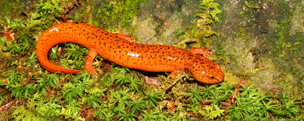 Rode Salamander (Pseudotriton ruber) — Stockfoto