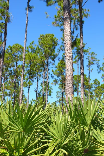 Flatwoods sosna - Floryda — Zdjęcie stockowe