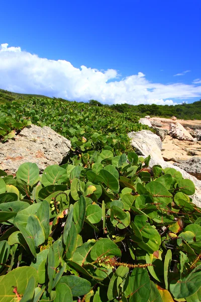 Guanica-Reservat - Puerto Rico — Stockfoto