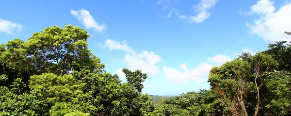 el yunque Ulusal Ormanı