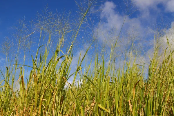 Fields of Saint Kitts — Stock Photo, Image