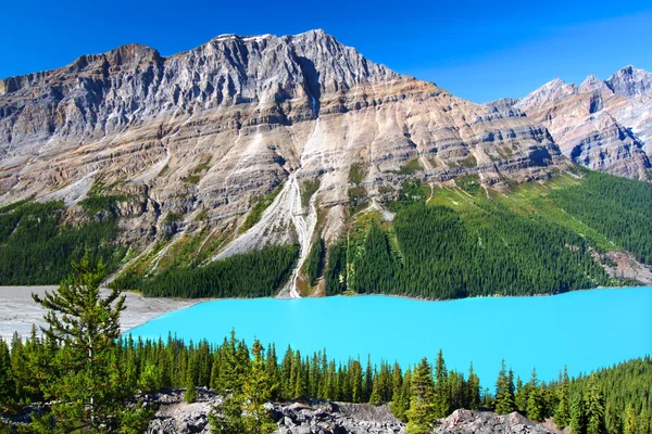 Lago Peyto do Canadá — Fotografia de Stock