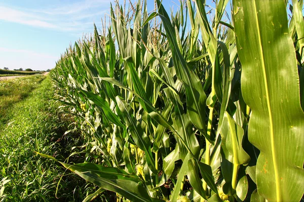 Fileiras de milho em Illinois — Fotografia de Stock