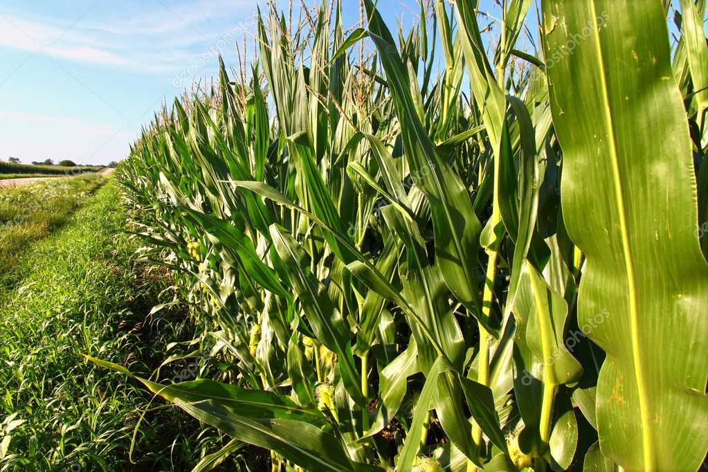 Rows of Corn in Northern Illinois Stock Photo by ©Wirepec 10580236