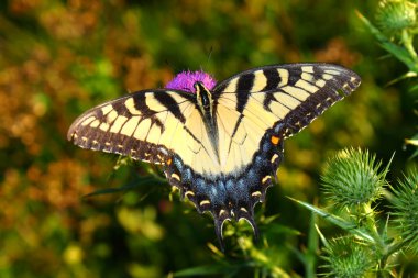 Tiger Swallowtail in Illinois clipart