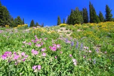 Yellowstone National Park Wildflowers clipart