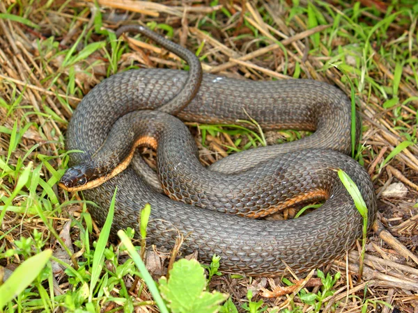 Koningin Snake (Regina septemvittata) — Stockfoto